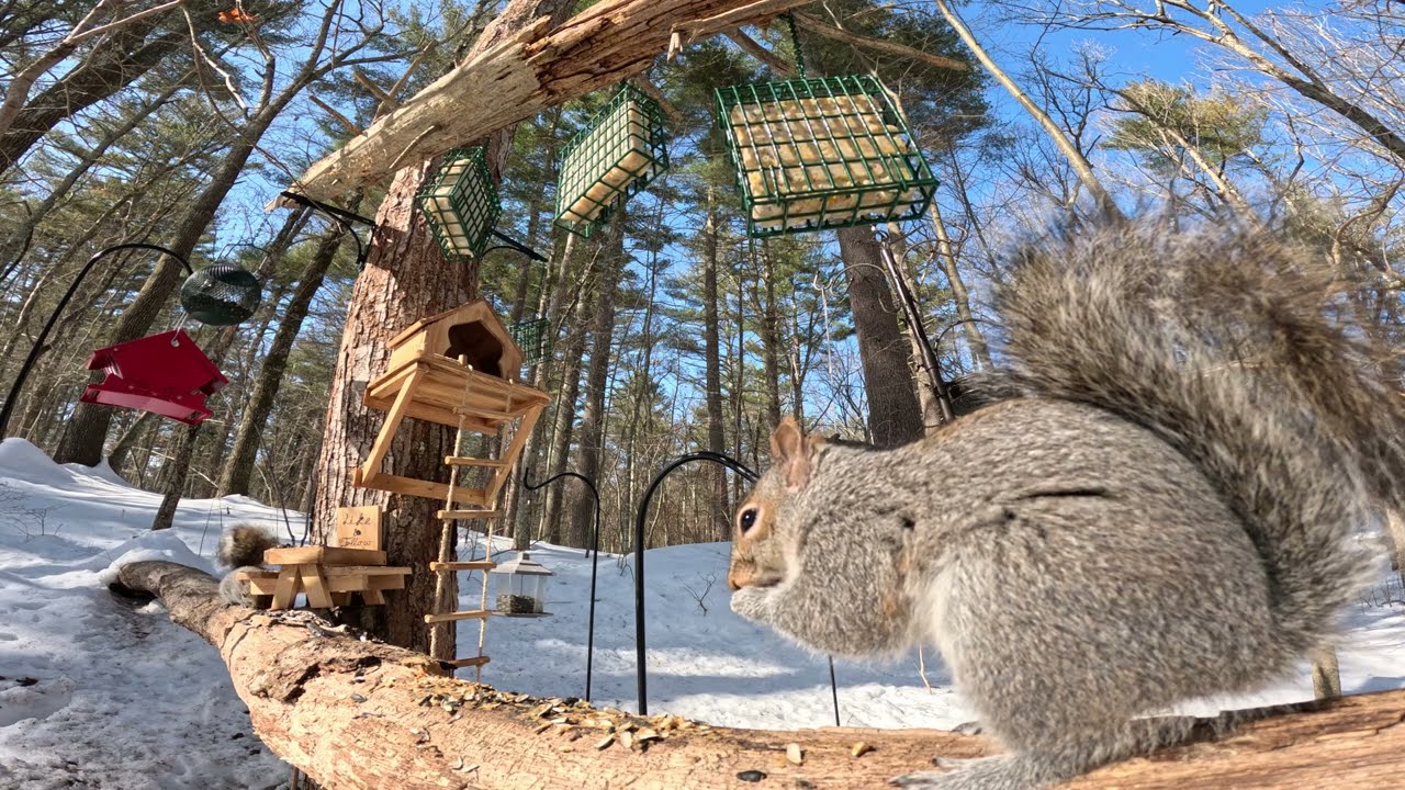 Bird🐦and Squirrel🐿️ Window for Cats & Dogs **4K PET TV**