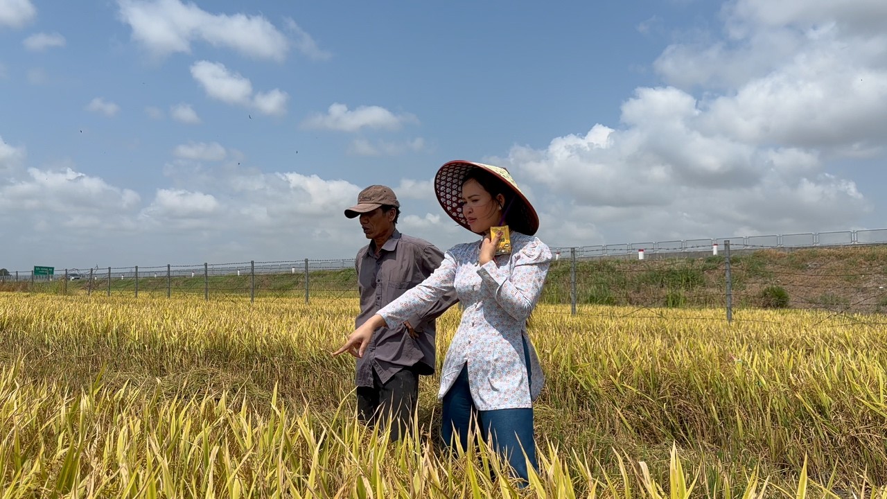 Cắt Lúa Đài Thơm Trúng Bể Bồ