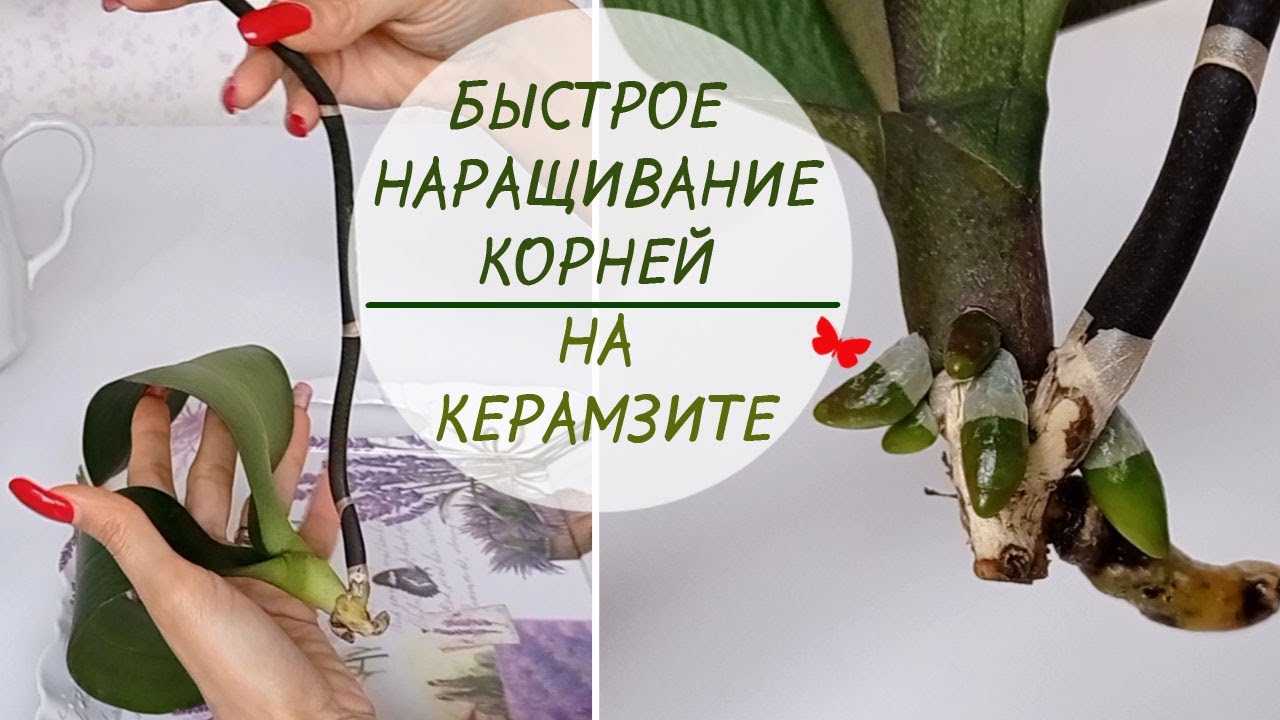 БЫСТРОЕ НАРАЩИВАНИЕ КОРНЕЙ на КЕРАМЗИТЕ!🌱 Результат 7 недель.