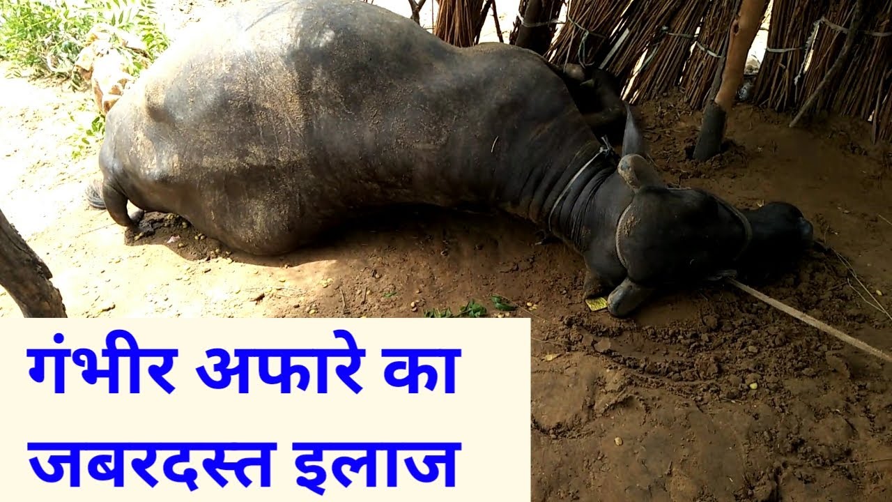 भैंस के अफारा पेट फूलने गैस बनने की दवा bhains ke pet fulne ki dawa/ bhains ke pet mein gas vetsclub