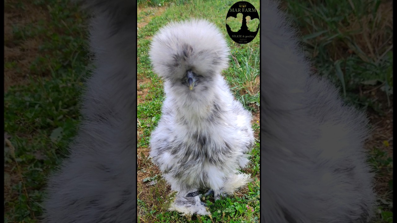 ⭐ Splash Silkie ⭐ #silkie #silkiechicken #poultry #farm #eggs #chicken