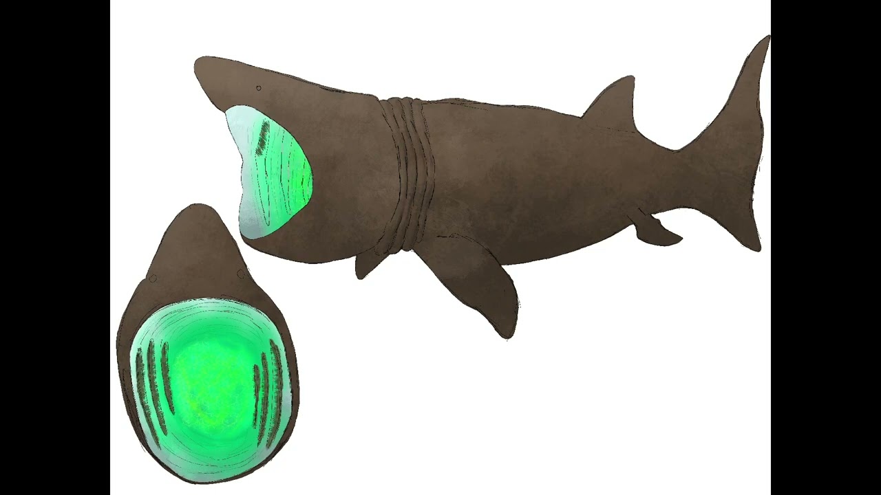Magic mouth shark design 