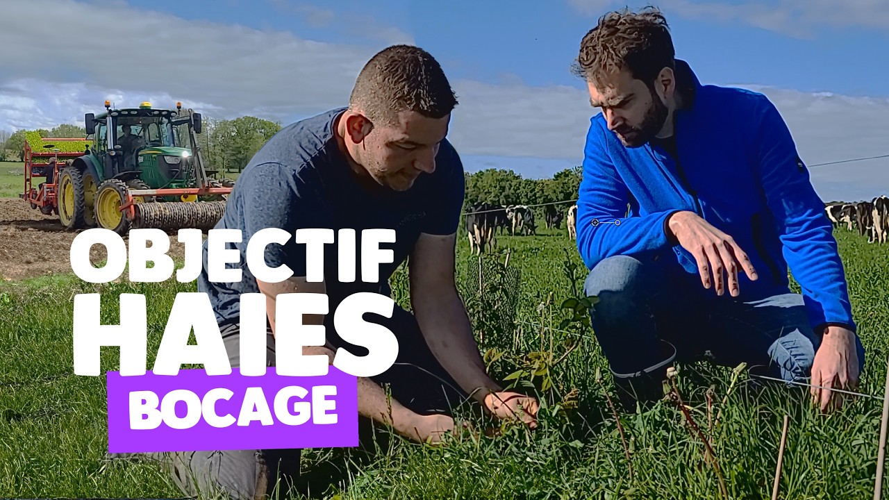 Agroforesterie : bocage et plantation de haies multi-usages