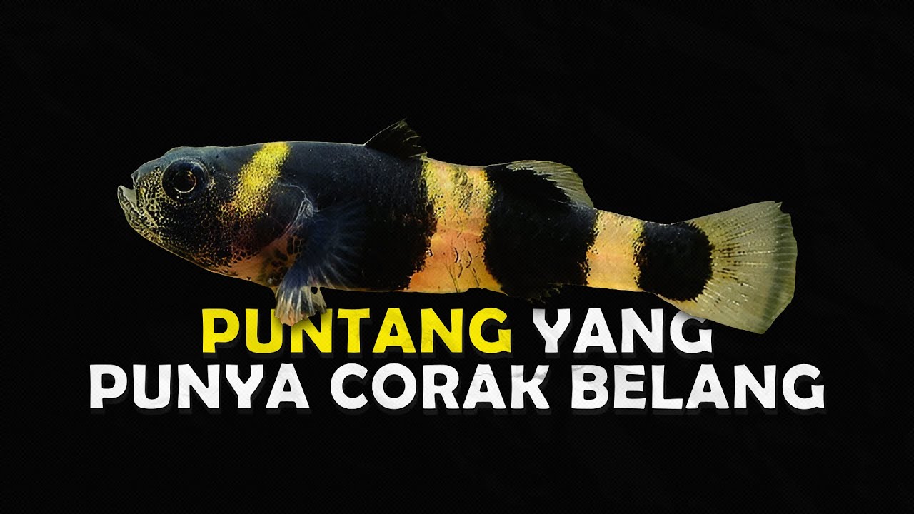 MENGENAL BUMBLEBEE GOBY KARNIVORA KECIL YANG DAPAT HIDUP DI DUA PERAIRAN