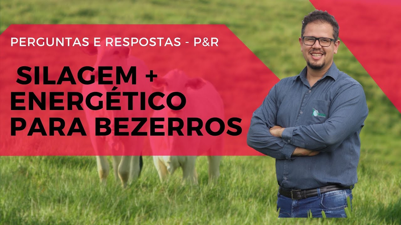 Silagem de Capiaçu + Proteico Energético pode dar quanto de GMD?