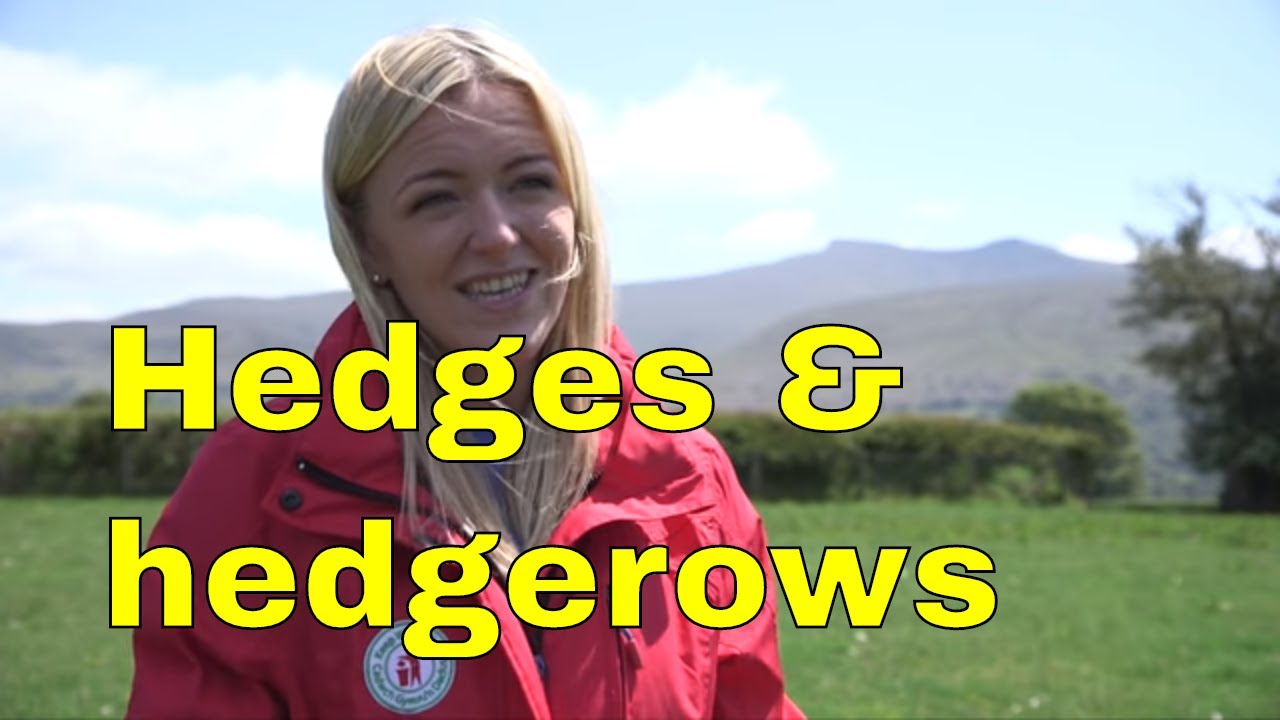 Hedges & Hedgerow ecosystem conservation in Wales uk 