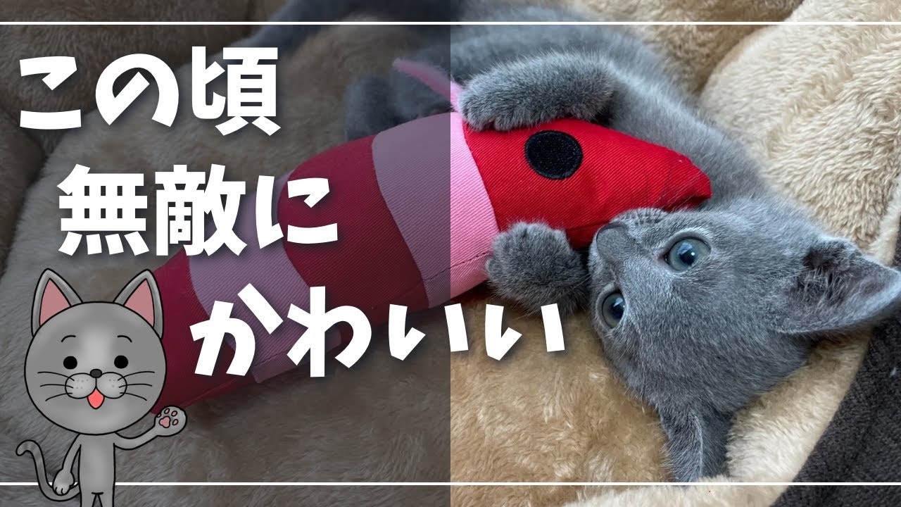 小さな頃のイカスミさん、蹴りぐるみに夢中だった日々【ロシアンブルー】猫