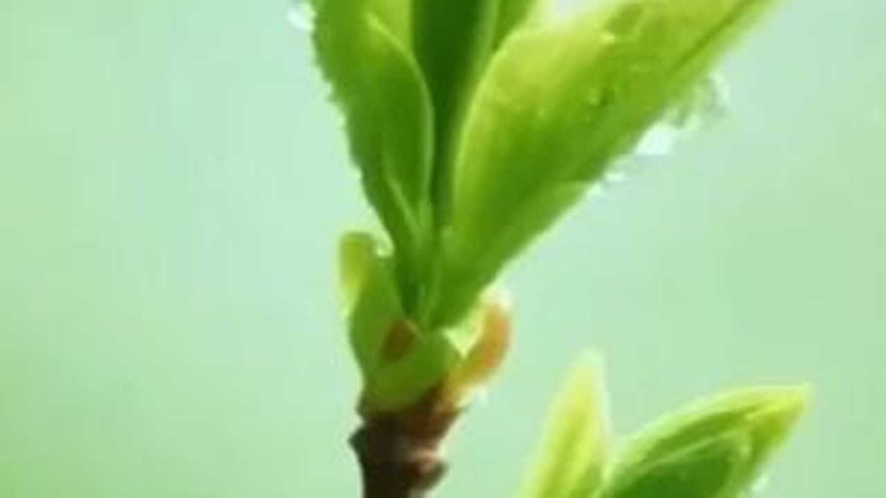 值此丙午年来临之际  一曲潮州音乐《南正宫》愿潮音薪火相传