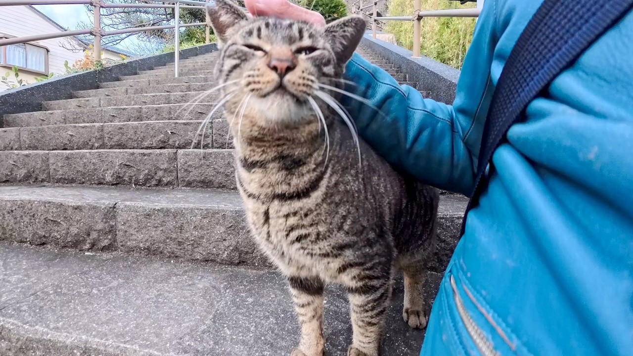 漁港の街の神社に行くと階段下から猫がモフられに出てきた
