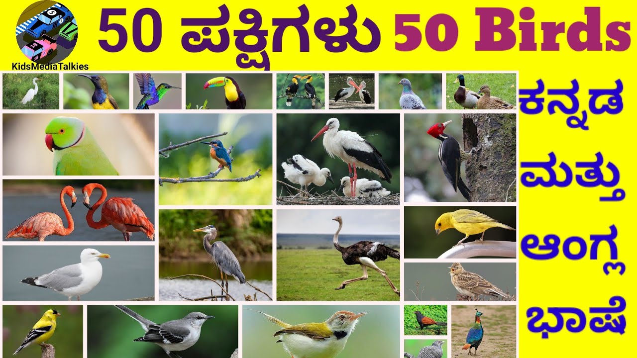 50 Birds|| 50 ಪಕ್ಷಿಗಳ ಹೆಸರು|| #nameofbirds #birds #learn @KidsMediaTalkies