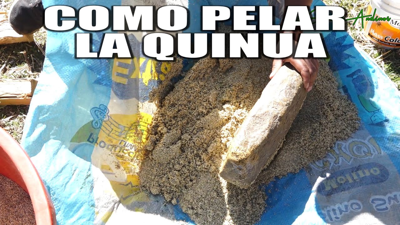 Como Pelar Quinua Antes de Consumir 12 sabores andinos