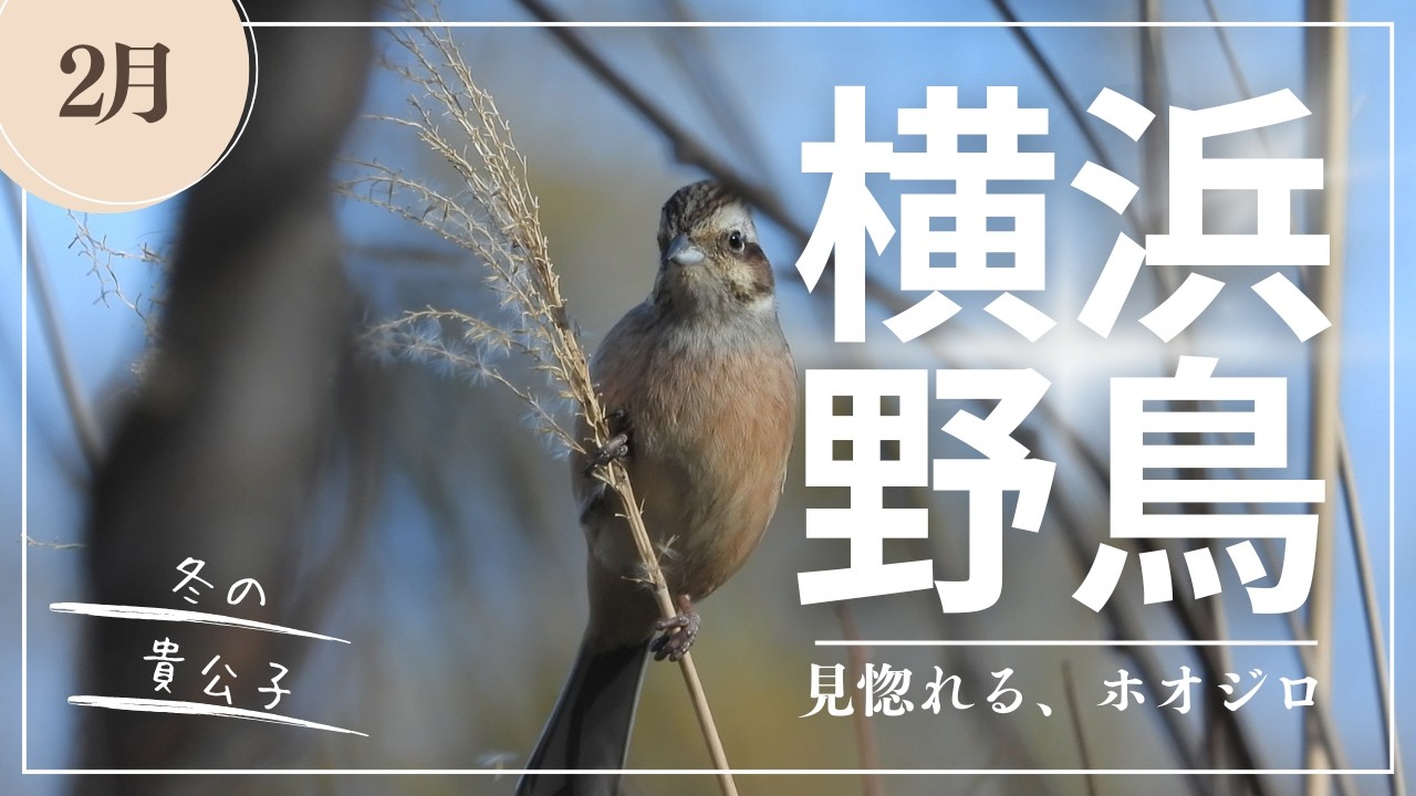 凛々しきホオジロの姿に魅せられて。冬の横浜・野鳥散歩。
