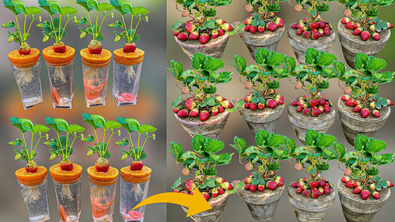 How To Grow Strawberry Trees From Strawberry Fruit || How To Plant Strawberry Plants