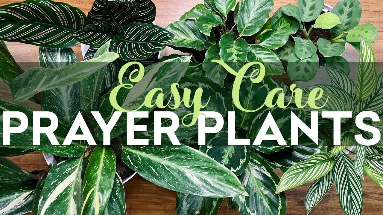 EASY CARE PRAYER PLANTS for BEGINNERS! CALATHEAS STROMANTHES MARANTAS | PHILIPPINES