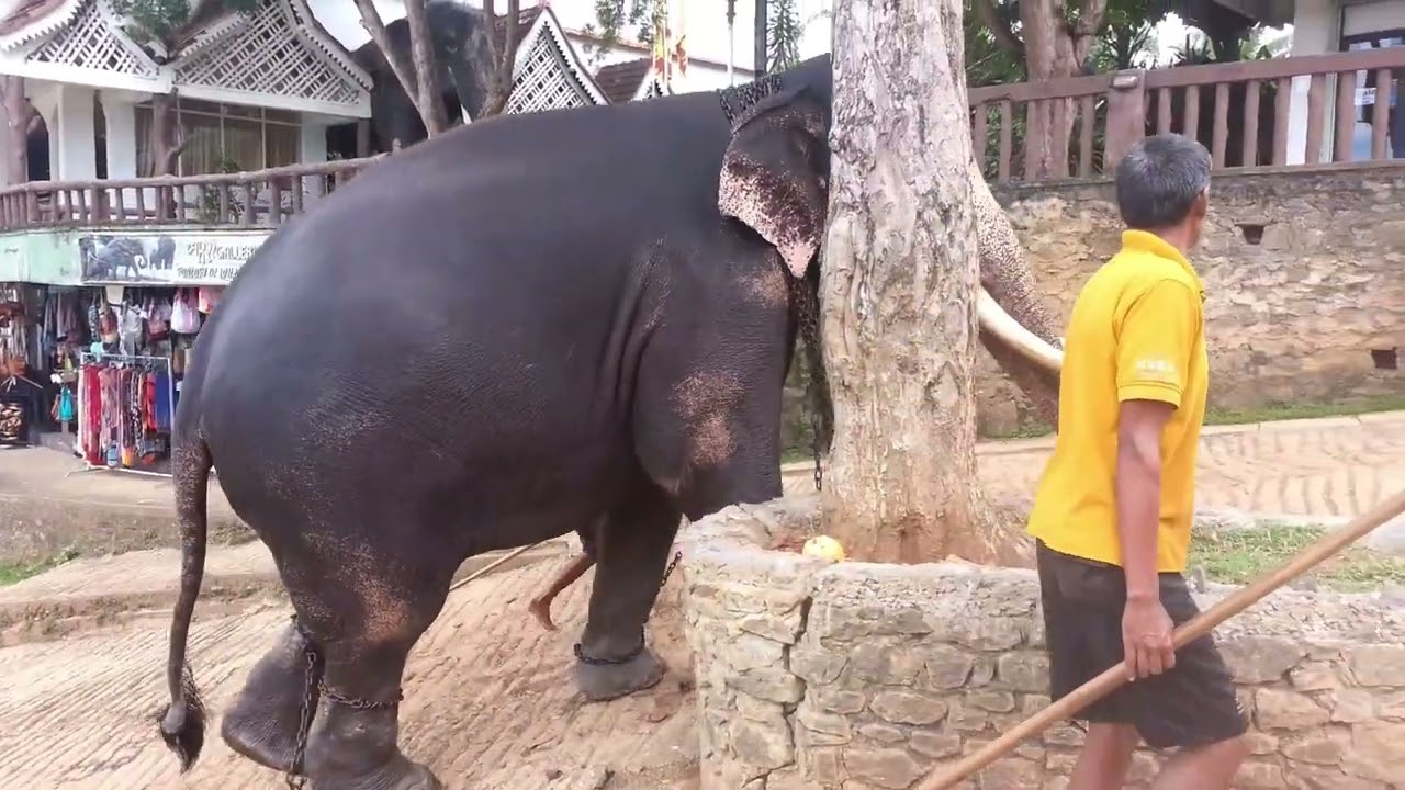 Pinnawala elephant orphanage - Sri lanka
