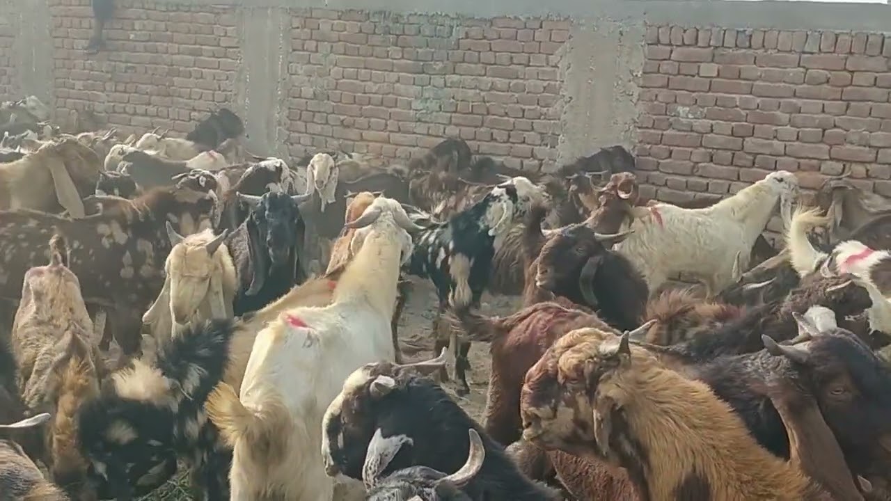 خمسة آلاف من الماعز في مجموعة واحدة