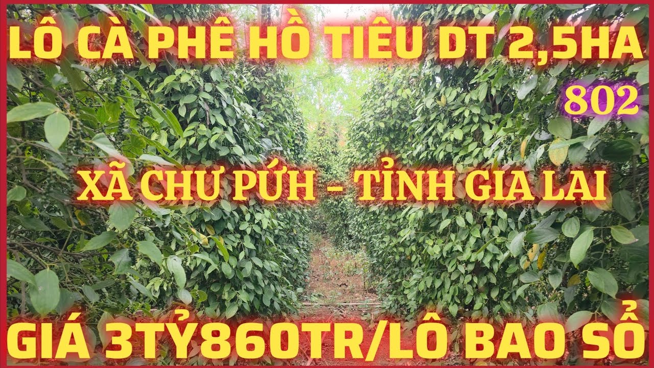 BÁN RẪY CÀ PHÊ HỒ TIÊU DIỆN TÍCH 2,5HA CÓ NHÀ CÓ ĐIỆN 3PHA CÓ GIẾNG KHOAN CÓ HỒ TƯỚI GIÁ 3TỶ860TR/LÔ