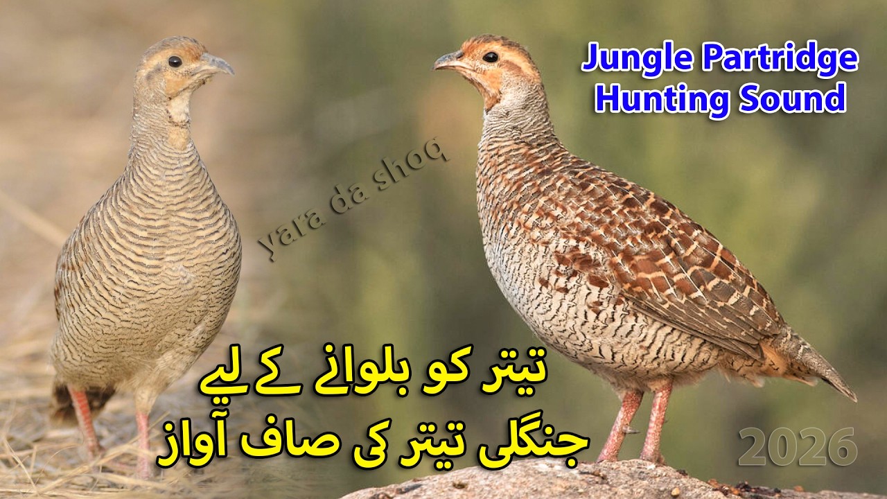 Desi Teetar ki Voice | Teetar ko Mast karny wali Awaz | Grey Francolin Sound | Partridge Sound