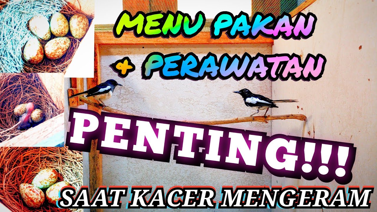 Menu Pakan Kacer Saat Mengeram Dan Yang Harus Di Perhatikan