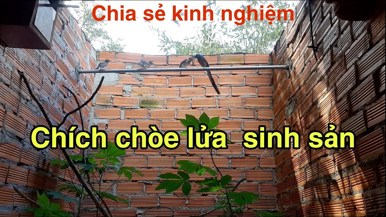 CHIA SẺ KINH NGHIỆM  NUÔI CHÍCH CHÒE LỬA SINH SẢN.