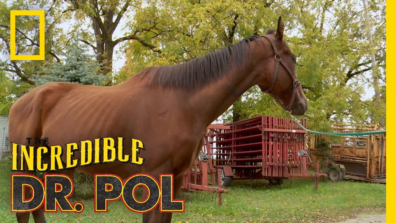 Not-So-Wide Receiver | The Incredible Dr. Pol