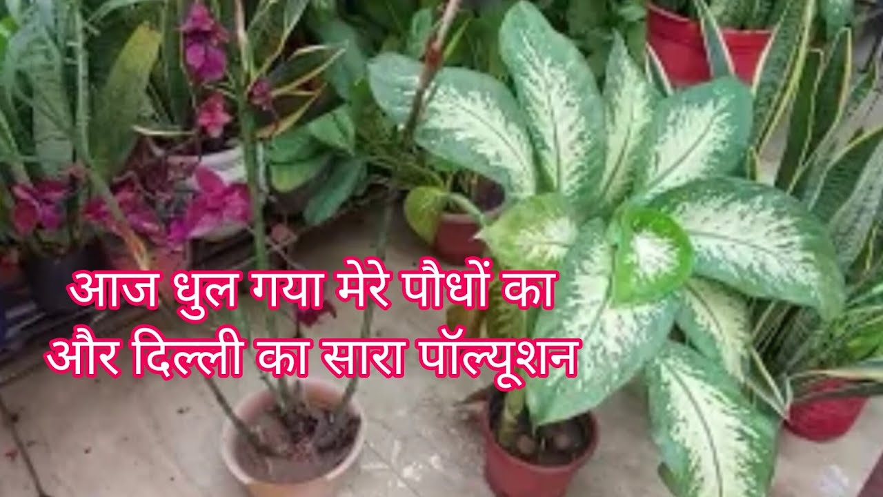 आज धुल गया मेरे पौधों का और दिल्ली का सारा पॉल्यूशन ✨🫶🏻🌱