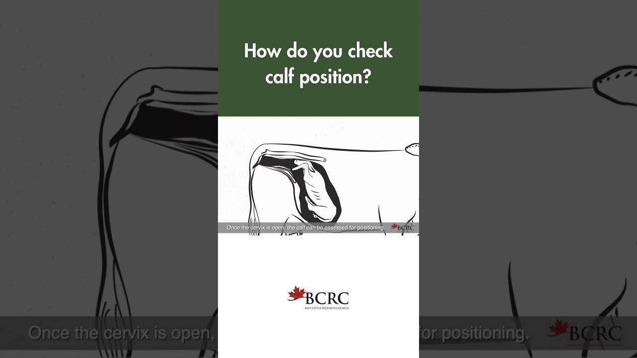 How do you check calf position during calving?  #calving #beefcattle #calf911