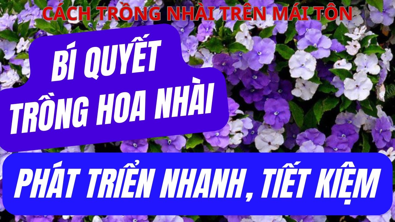 Cần Biết Điều Này Để Trồng Hoa Nhài Nhanh Phát Triển Bí Quyết Chăm Sóc Hoa Nhài Nhật Hoa Cây Nhài Nh