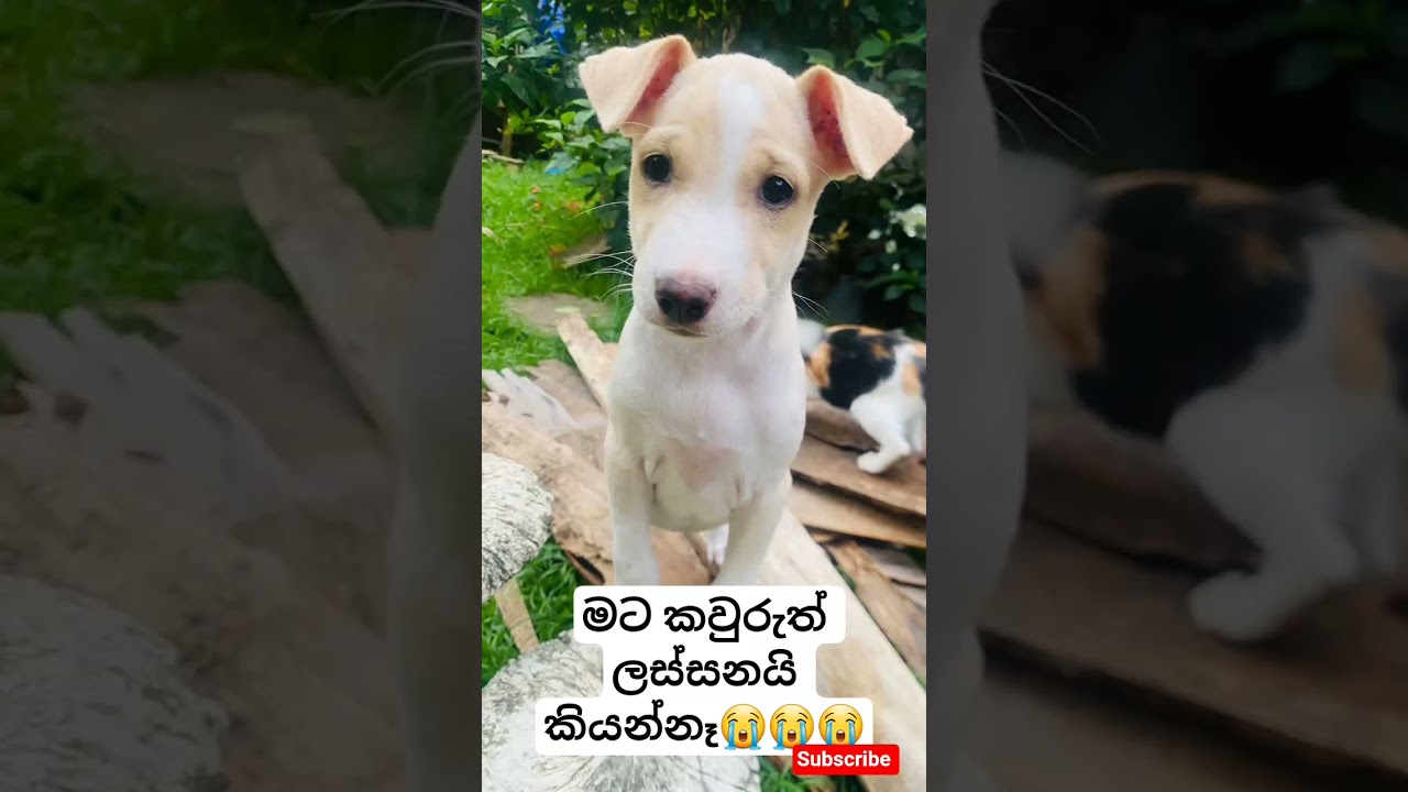 මට කවුරුත් ලස්සනයි කියන්නෑ😭😭😭