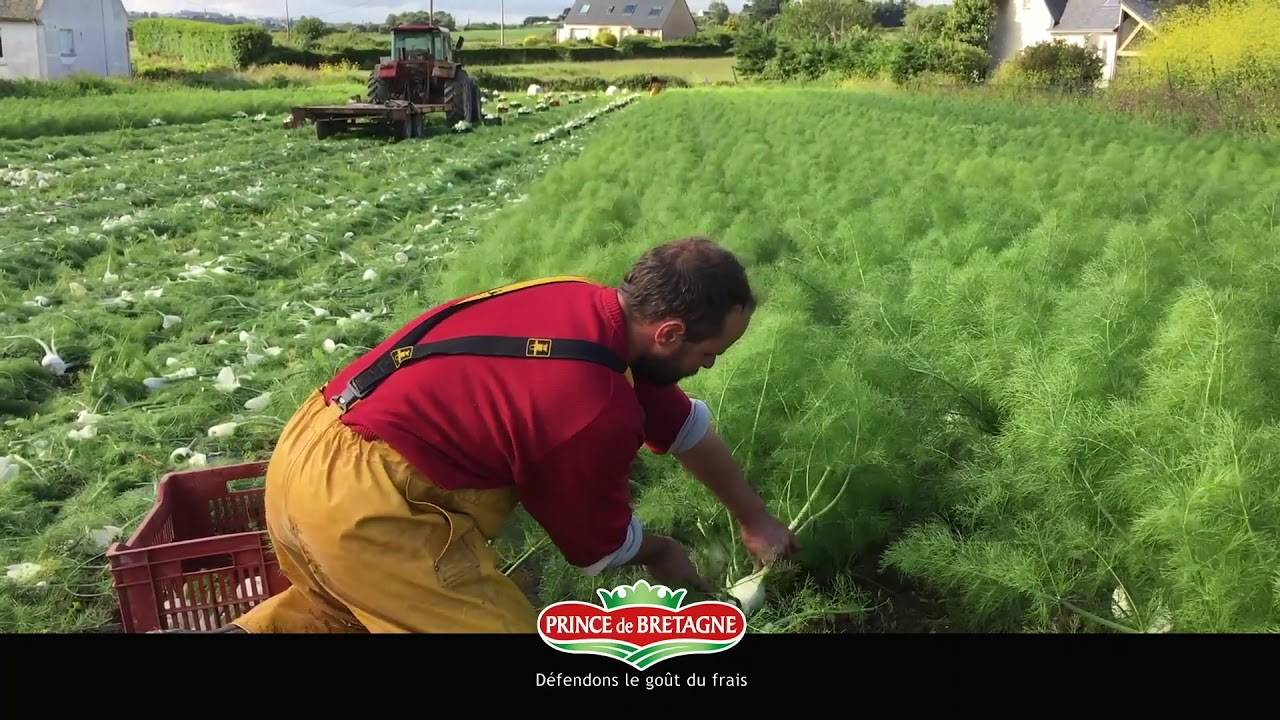 [Côté producteur] Le Fenouil Prince de Bretagne