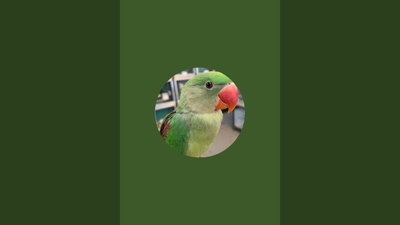 Animal lover 24 is live!