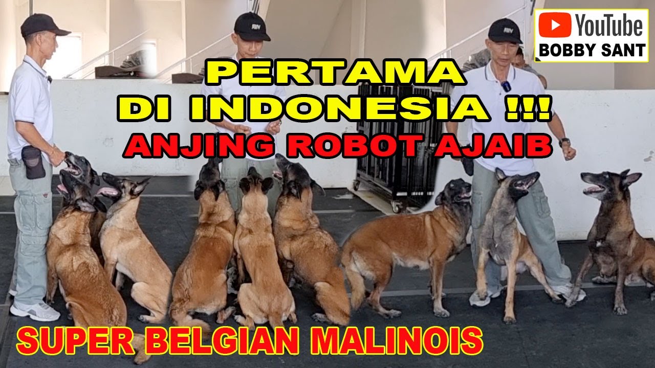 Super Belgian Malinois Anjing Robot Ajaib - PERTAMA Di Indonesia !!!