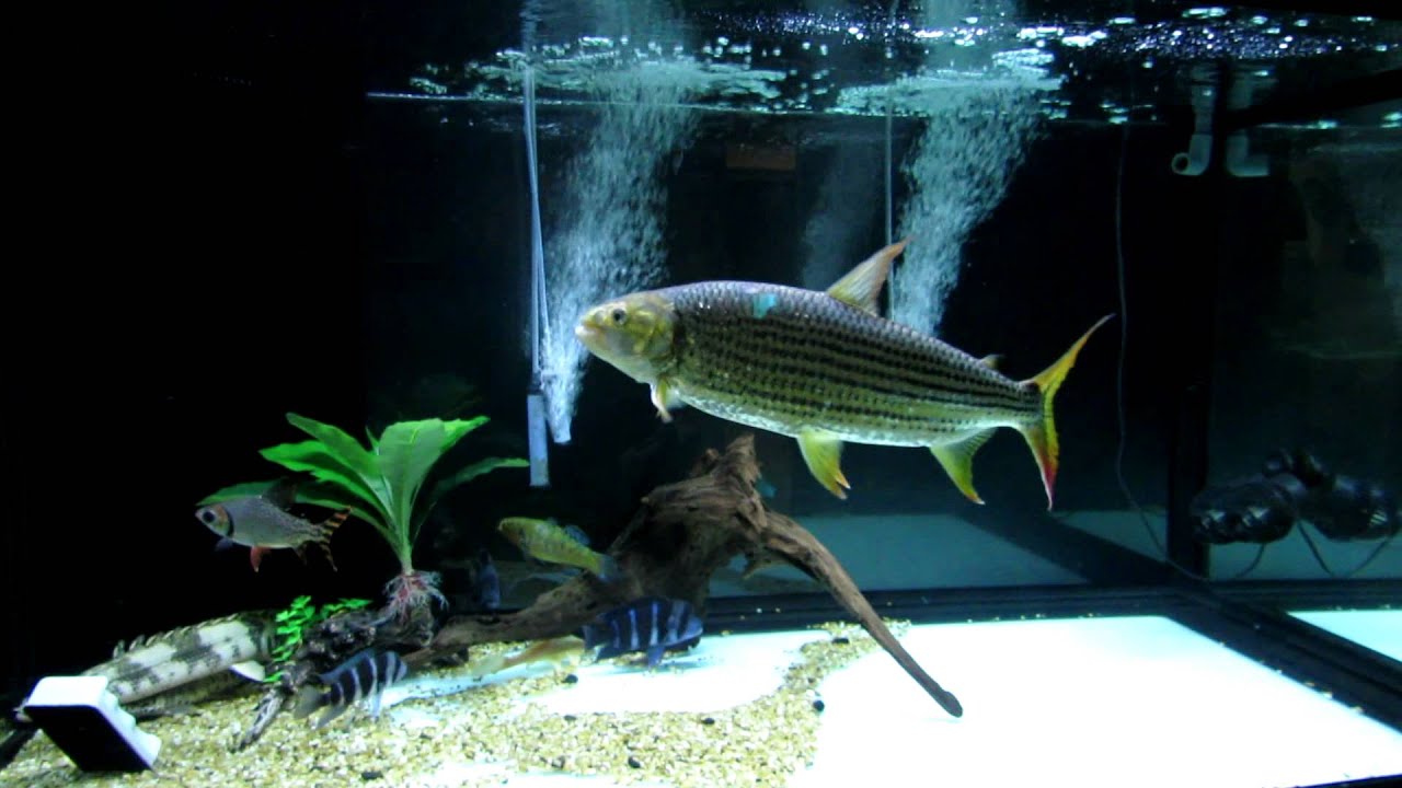 african vittatus