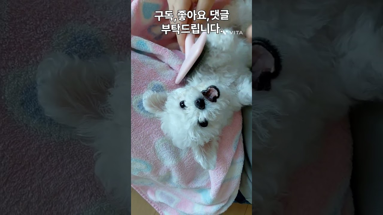 빗질시키기