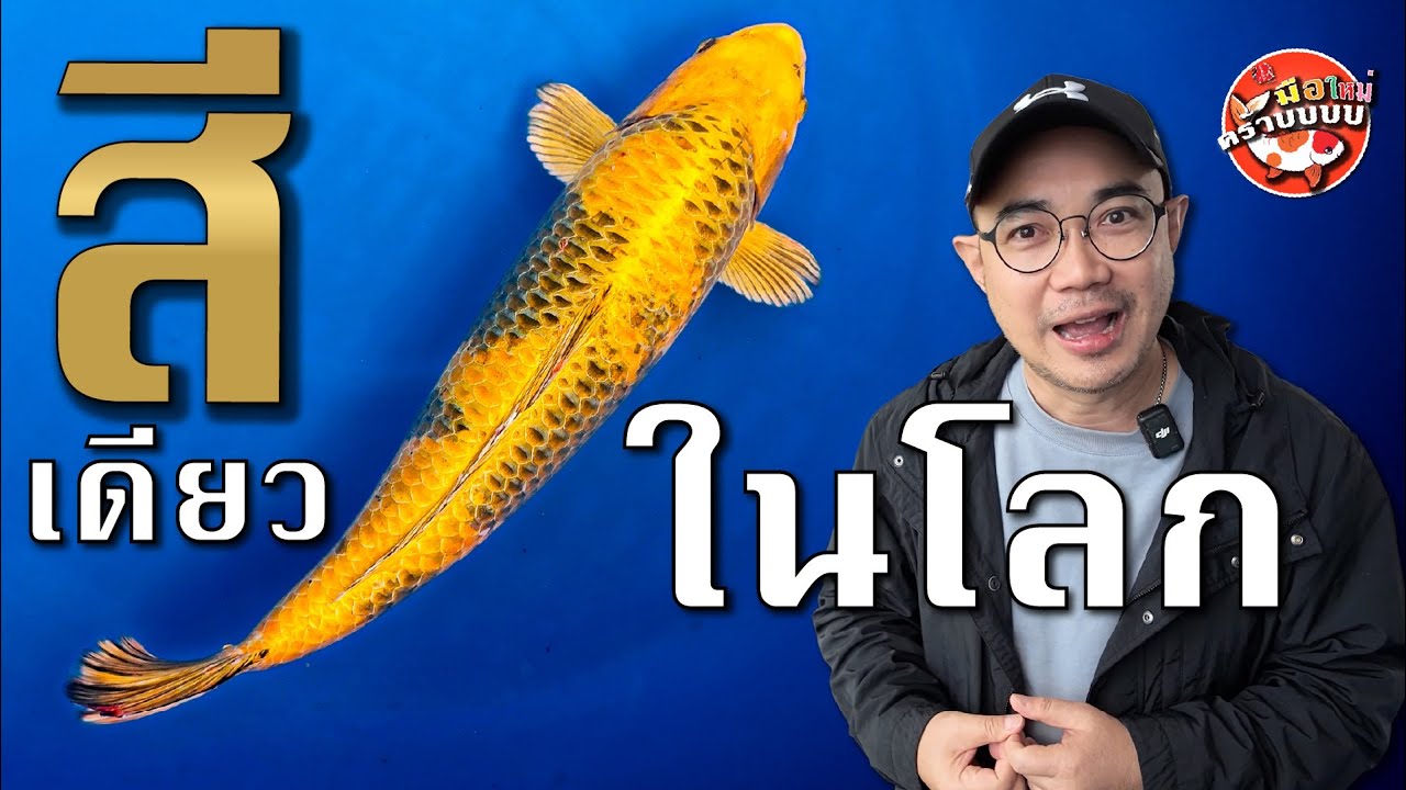 เลิกเลี้ยงเถอะสายเดิมๆ!! เจาะลึก 'ปลาคาร์ปแฟชั่น' แปลก & หายากสุดๆ
