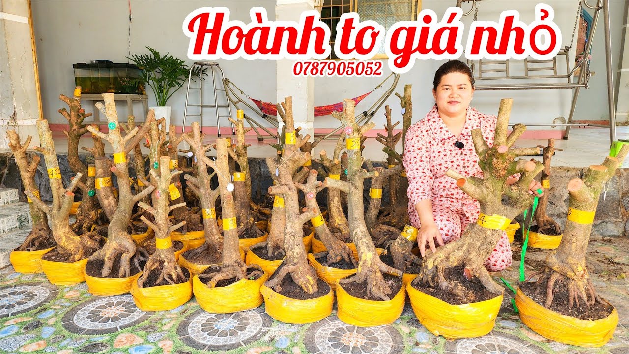 13/3 Chị Diễm 0787905052 phôi mai giảo đẹp hoành to giá nhỏ|MaivàngThanhTâm