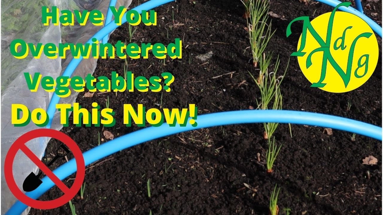 Have You Overwintered Vegetables? Do This Now!