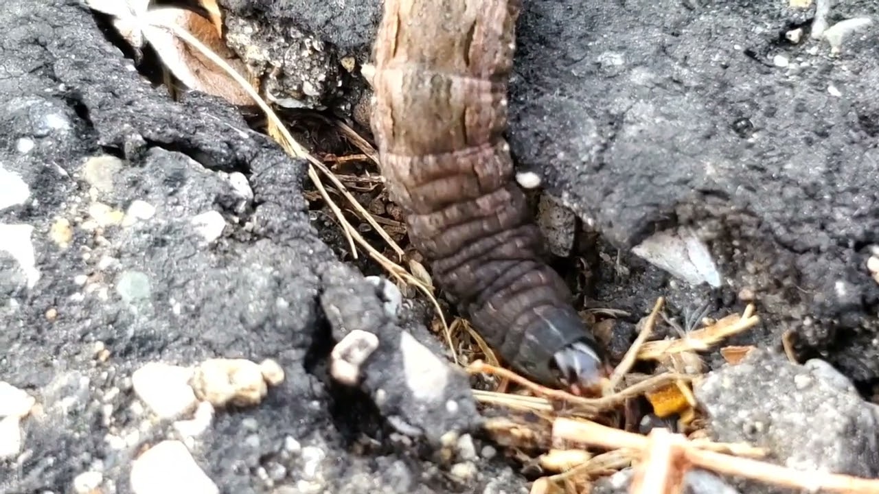 Yellow underwing caterpillar clearing out a hiding spot