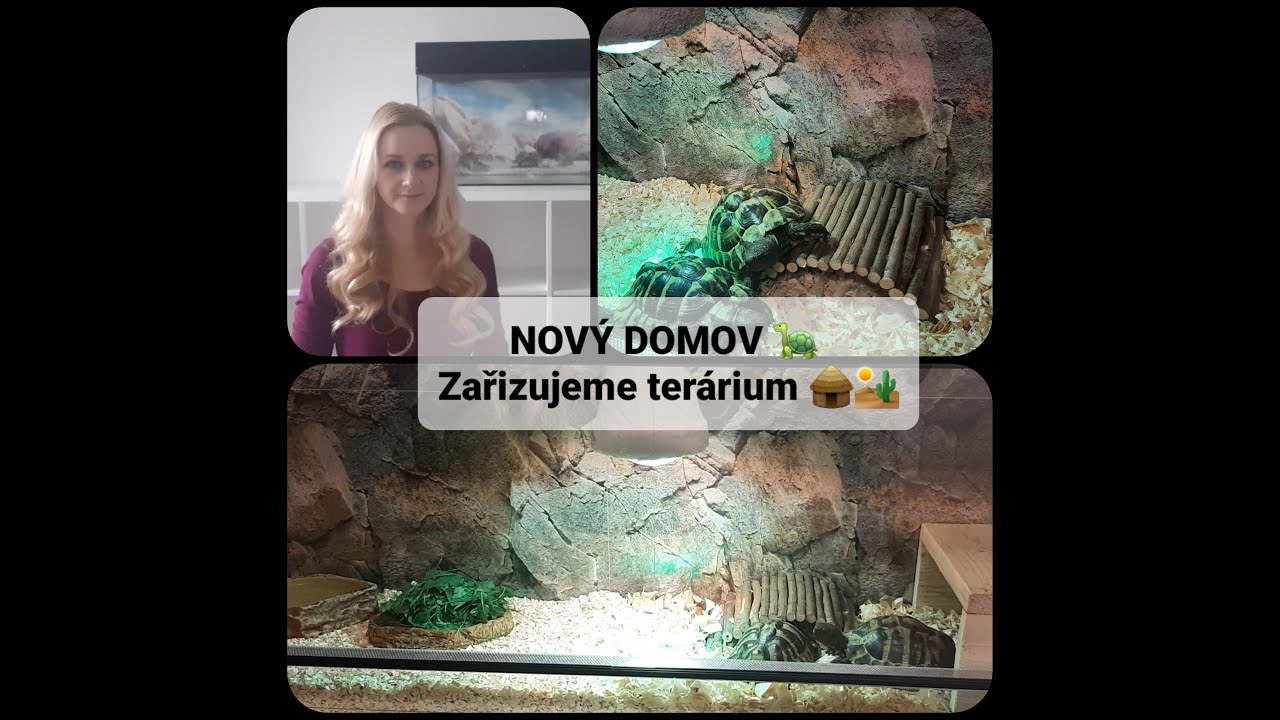 Nový domov 🐢 Zařizujeme terárium 🛖🌴