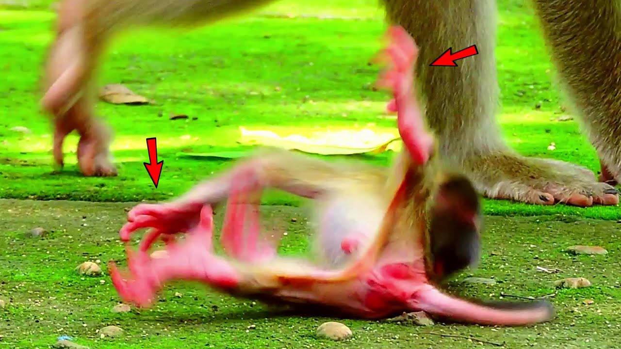 So toddlers tiny baby monkey Sarila, Mother monkey Sarika's baby monkey