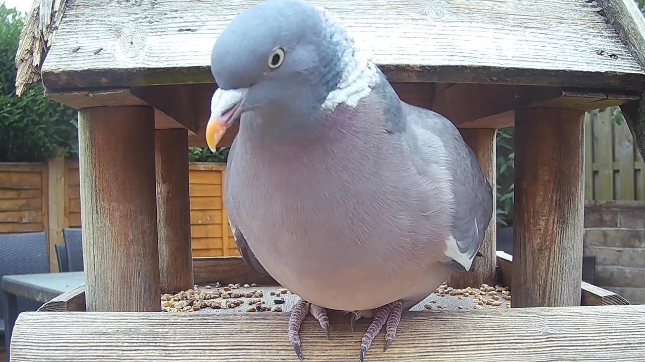 Just wood pigeons, living their best life on the garden bird table #birds