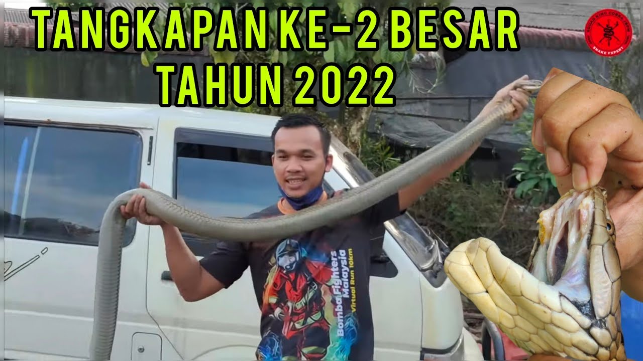 selamba je tangkap Ular Tedung selar 12 kaki