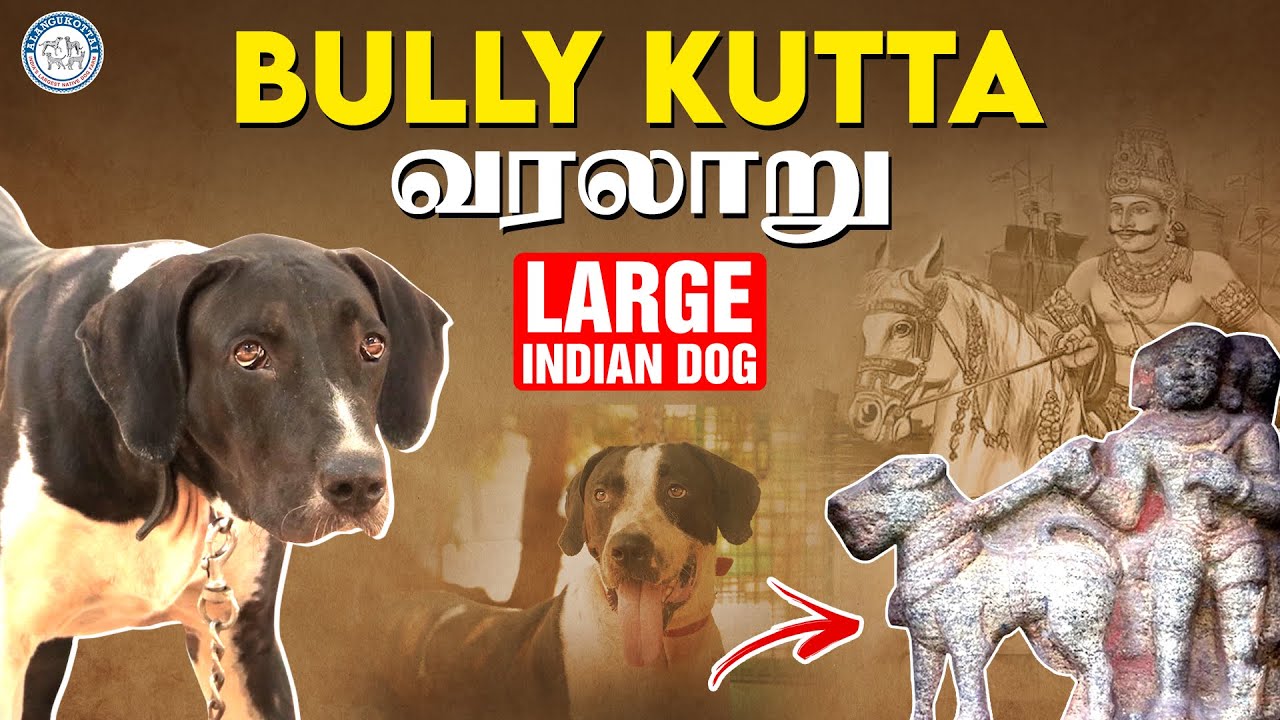 Bully Kutta வரலாறு! | Large Indian Dog | Alangu Dog Farm