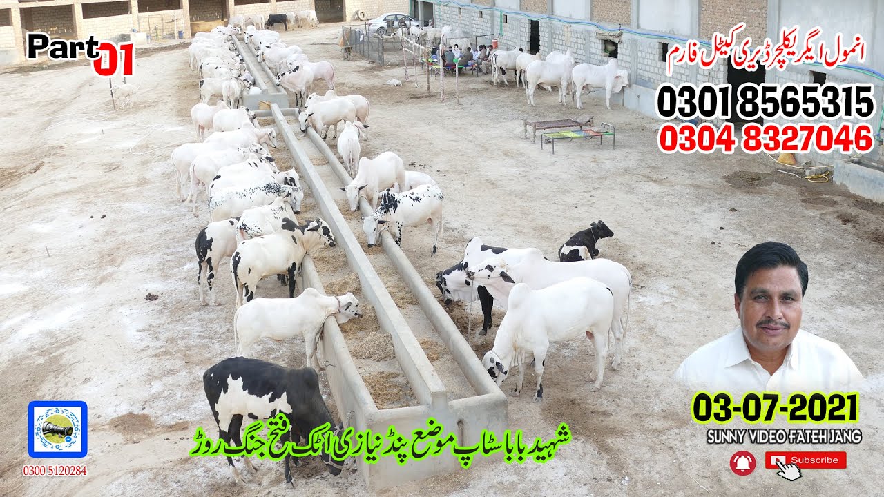 ANMOL Agriculture Dairy And Cattle Farm Pand Nayizi Fateh jang Rod Attock 0301 8565315 Part01