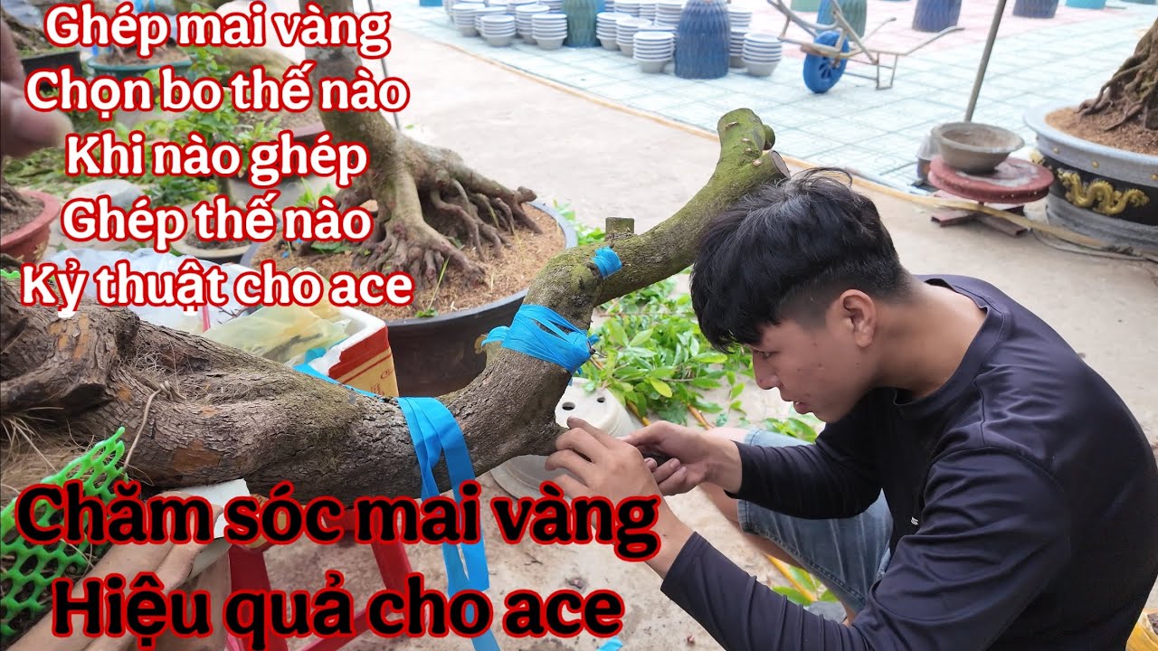 ghép mai vàng ( kỷ thuật ghép mai vàng , chăm sóc mai vàng nhanh lớn )