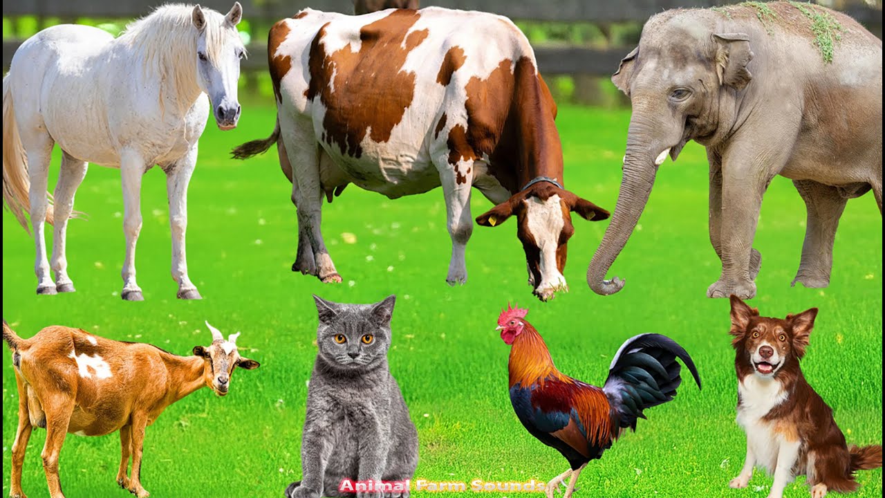 Cute Farm Animals: Buffalo, Dog, Sheep, Goat, Cow, Chicken, Rabbit, Pig, Duck – Animal Sounds