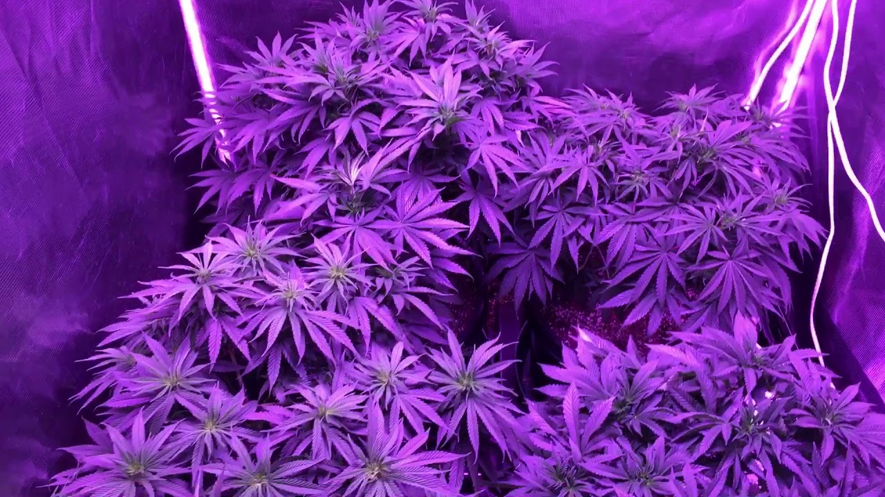 Black Dog LED PhytoMAX-2 800 Grow (Veg; Dec 1, 2017)
