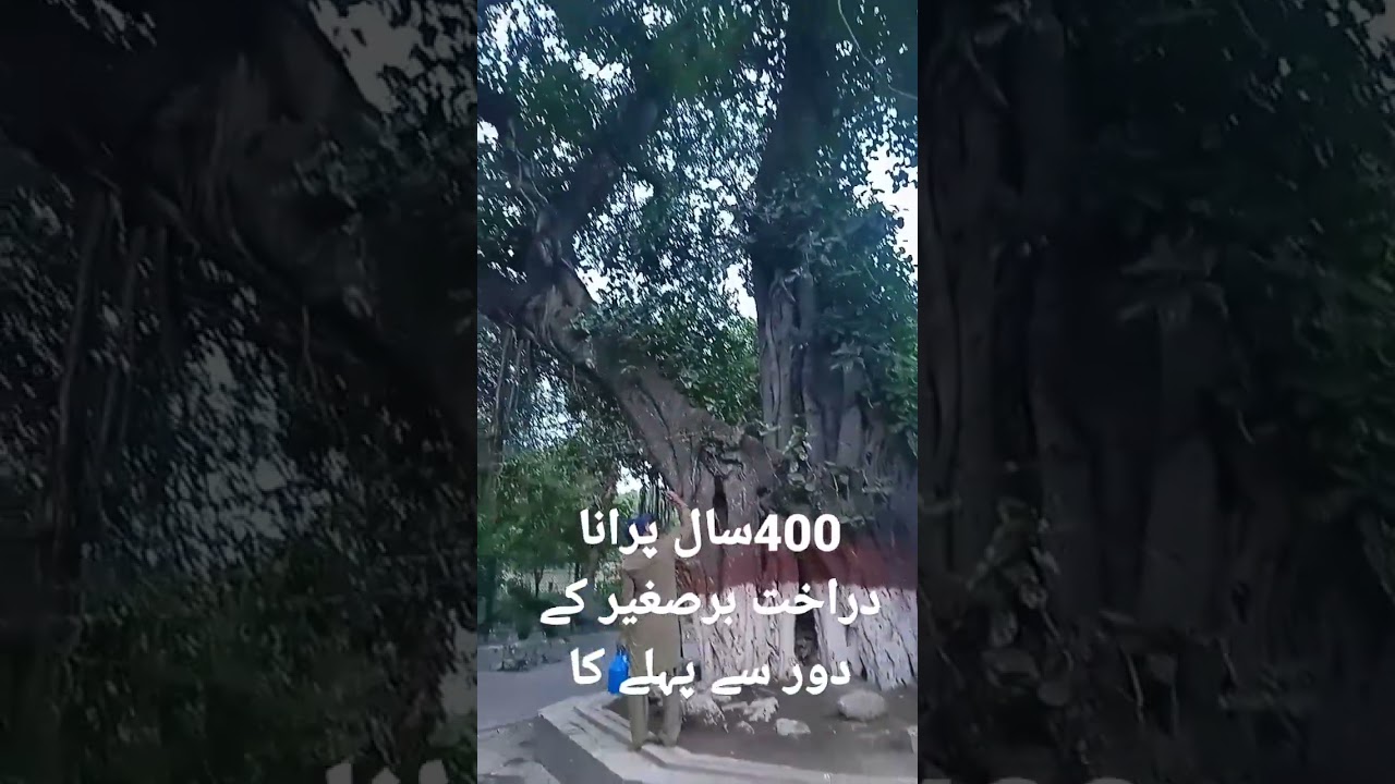 #tree