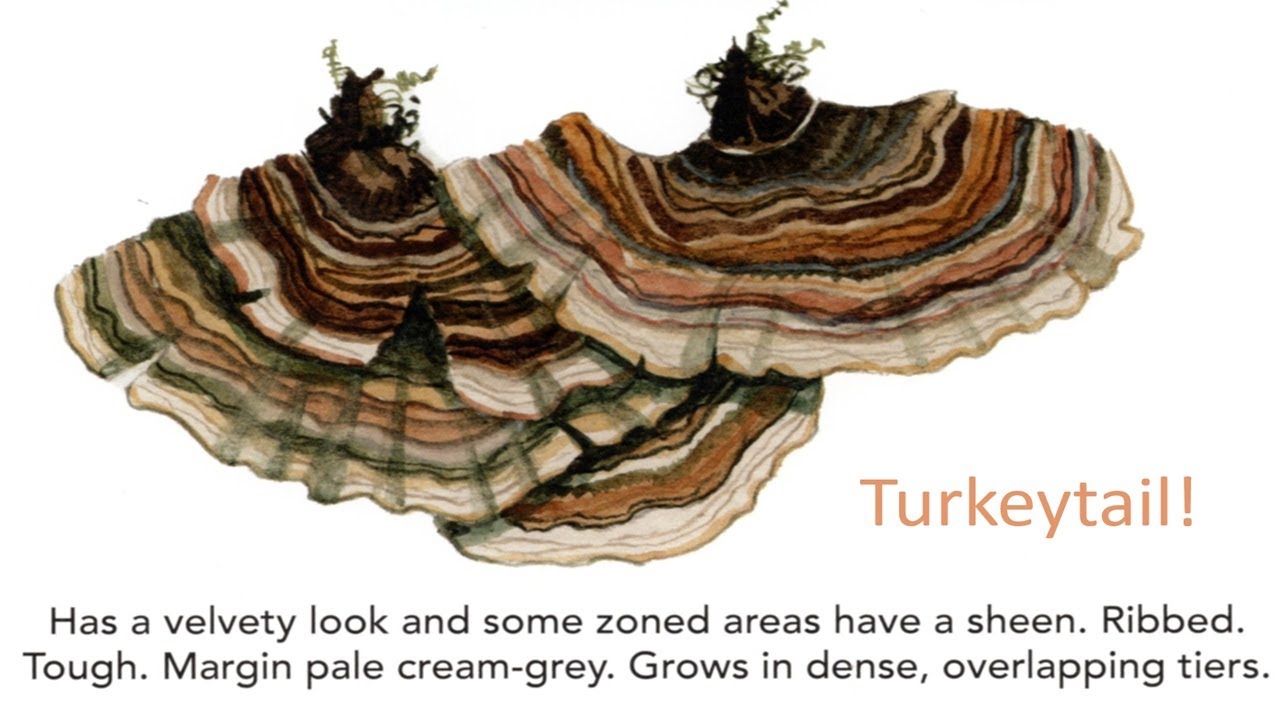 DaveMitchArt Painting the colourful Turkeytail 