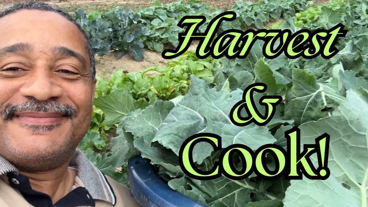 Harvest and Cook our Collard Greens Fresh from the Garden to the Table!